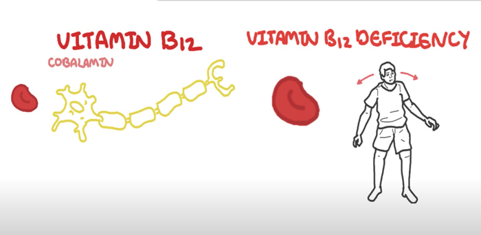 Metabolism Vitamin B12